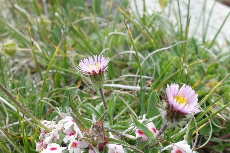 Erigeron epiroticus