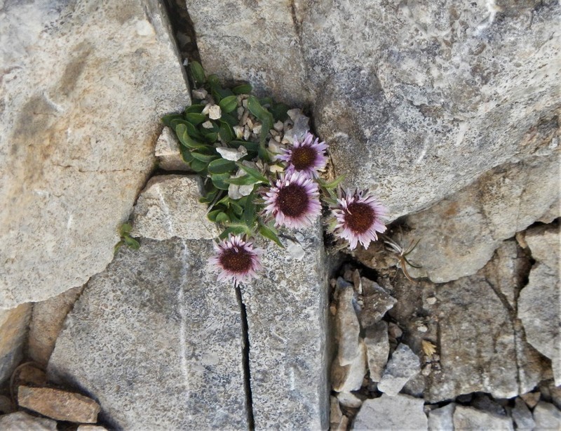 Erigeron epiroticus photo 2