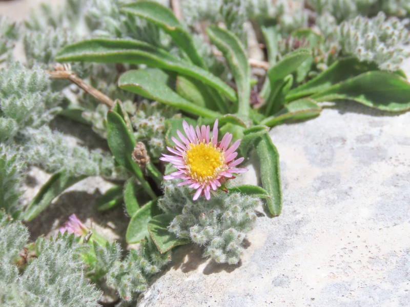 Erigeron epiroticus photo 3