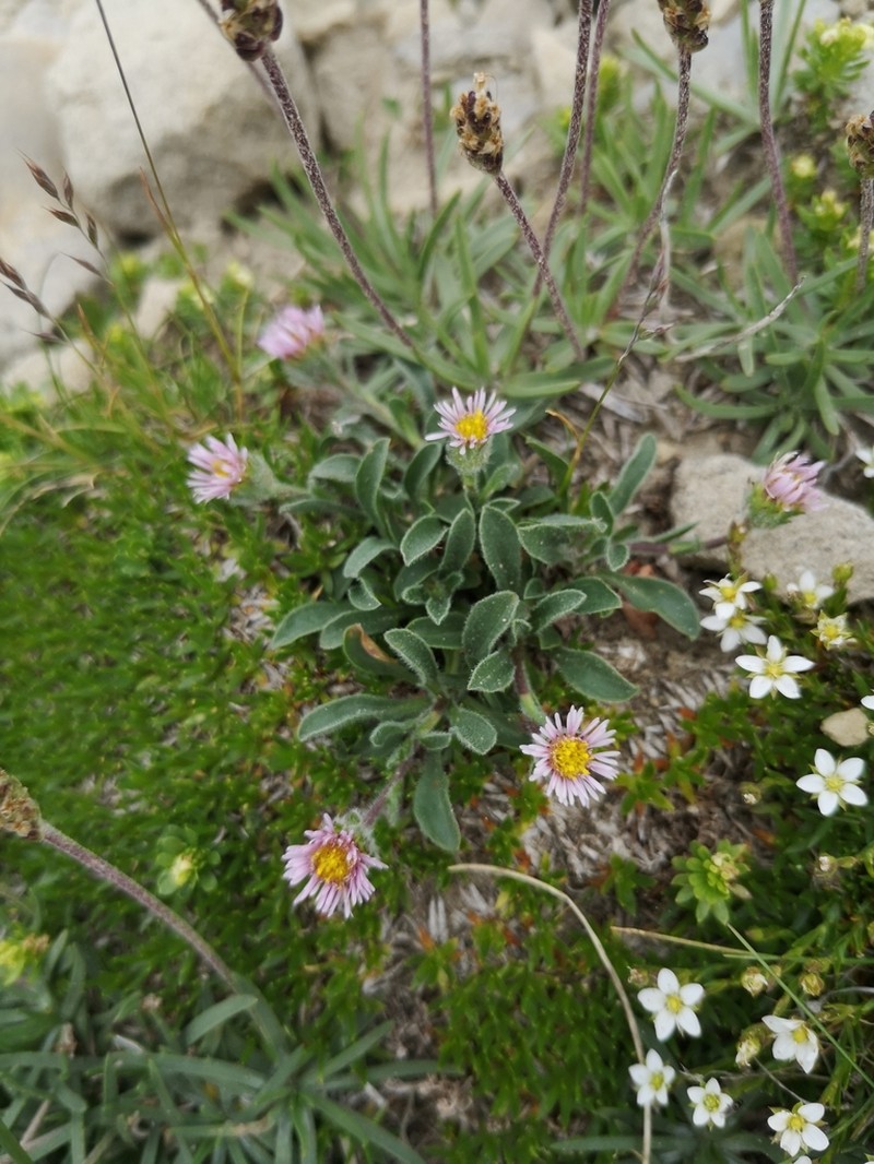 Erigeron epiroticus photo 4