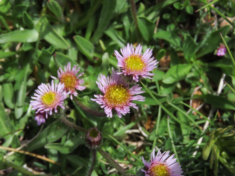 Erigeron epiroticus photo 5