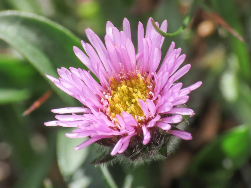Erigeron epiroticus photo 6