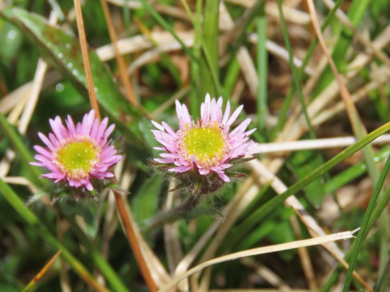 Erigeron epiroticus photo 7