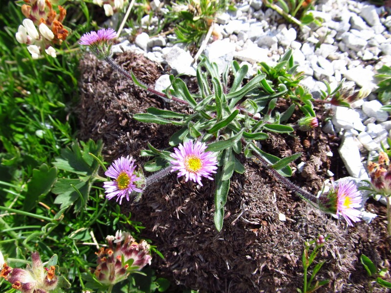 Erigeron epiroticus photo 8