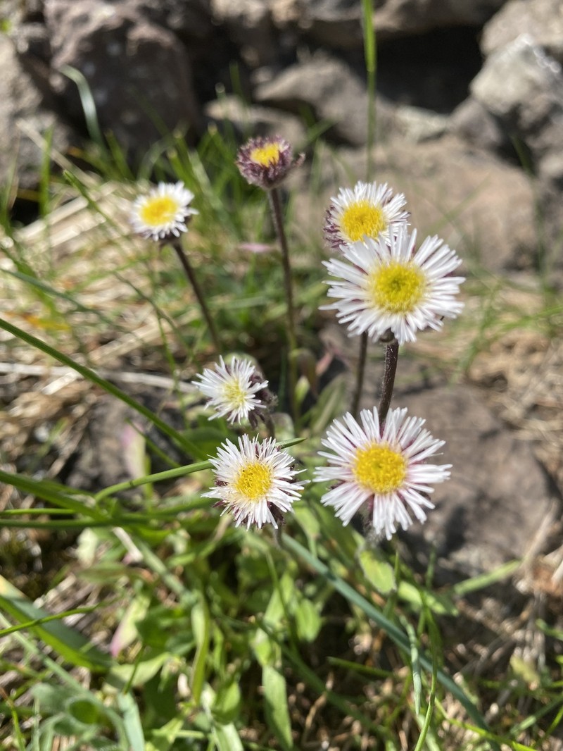 Erigeron eriocalyx