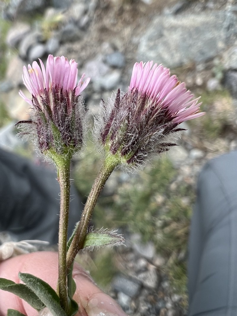 Erigeron eriocalyx photo 2