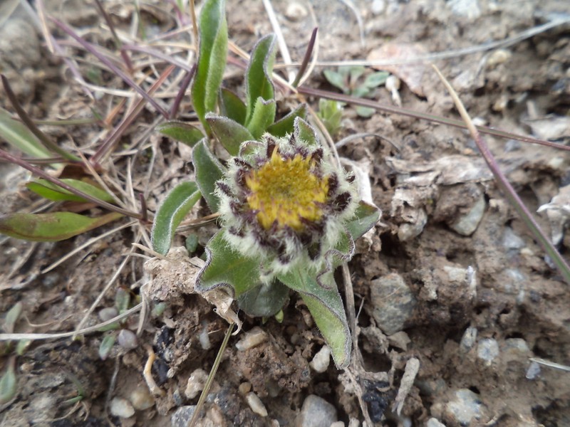 Erigeron eriocalyx photo 3