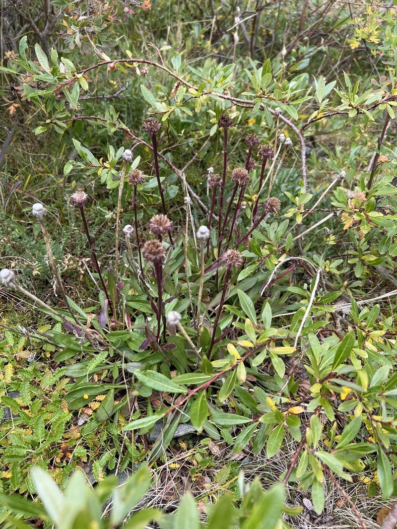 Erigeron eriocalyx photo 4