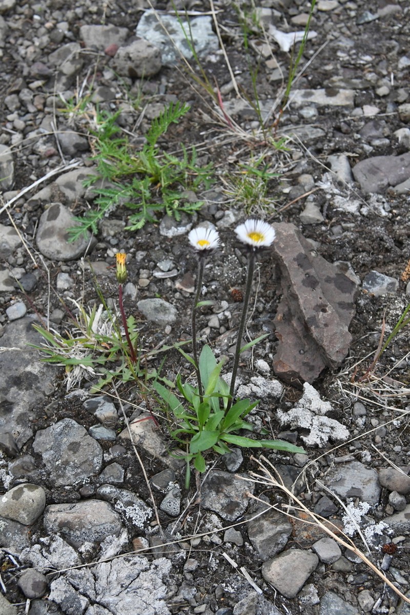 Erigeron eriocalyx photo 6