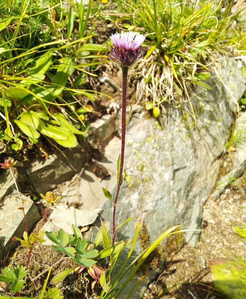 Erigeron eriocalyx photo 7