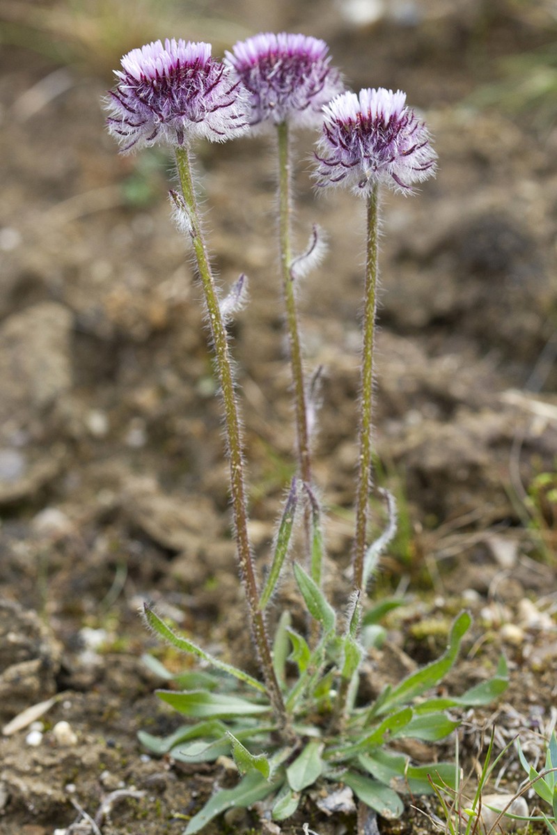 Erigeron eriocephalus