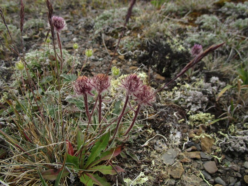 Erigeron eriocephalus photo 2