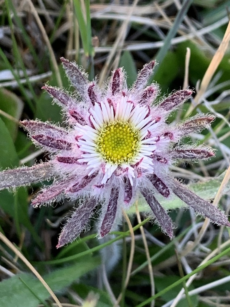 Erigeron eriocephalus photo 3