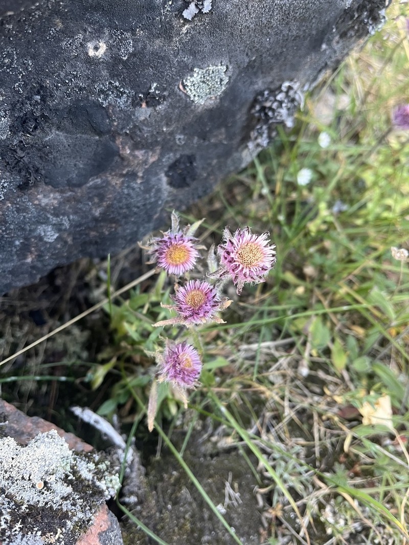 Erigeron eriocephalus photo 4
