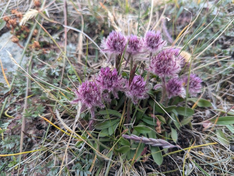 Erigeron eriocephalus photo 5