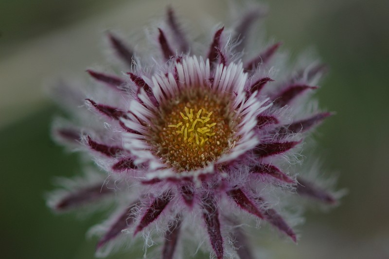 Erigeron eriocephalus photo 6