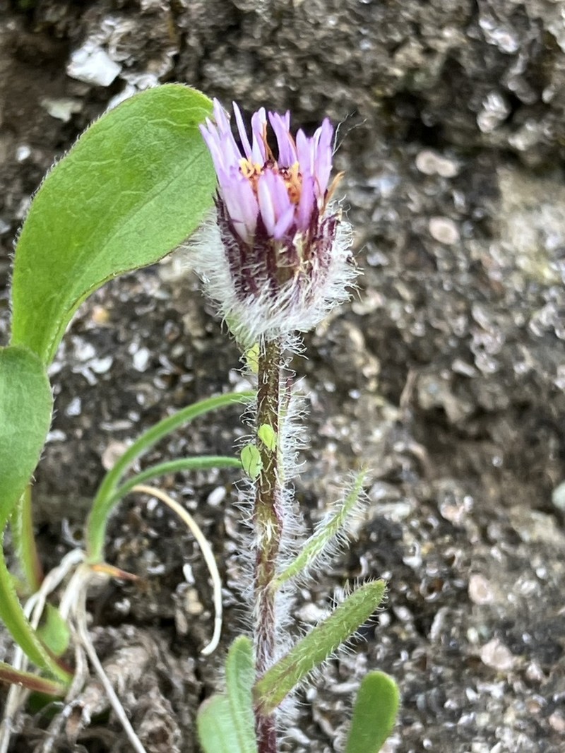 Erigeron eriocephalus photo 7