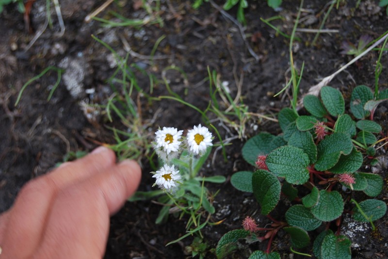 Erigeron eriocephalus photo 8