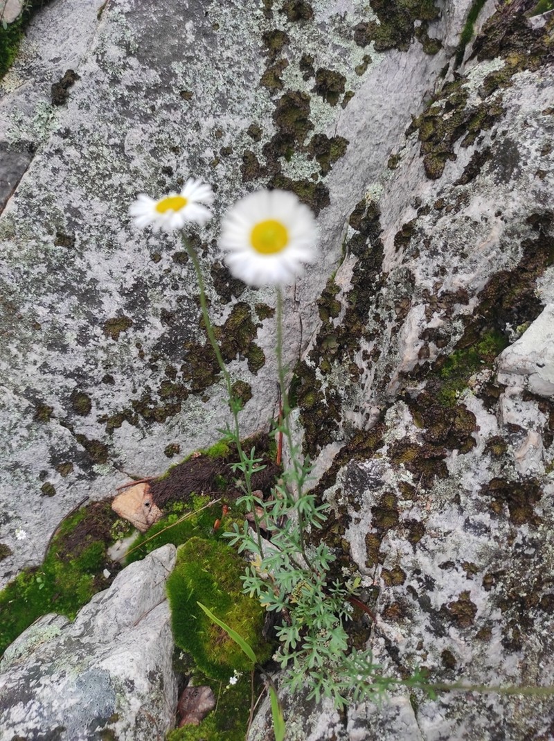 Erigeron eruptens