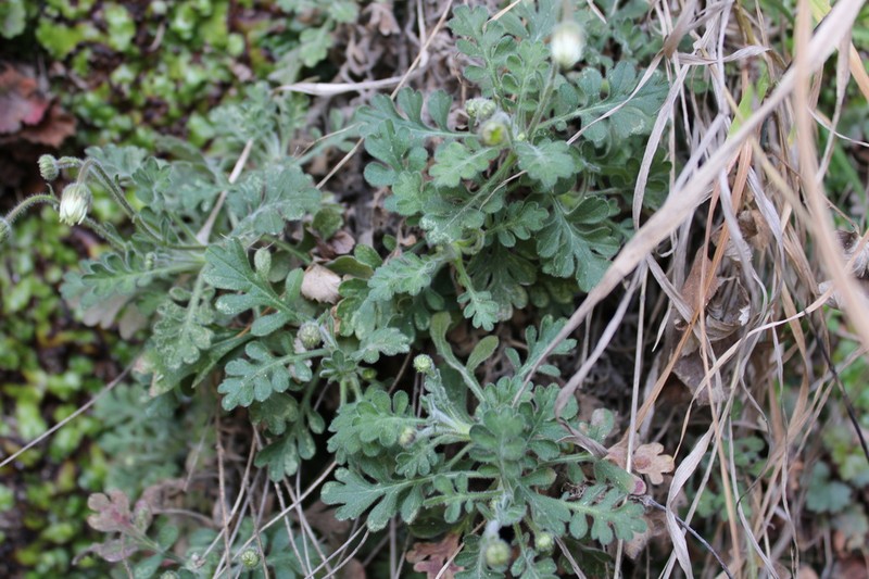 Erigeron eruptens photo 2