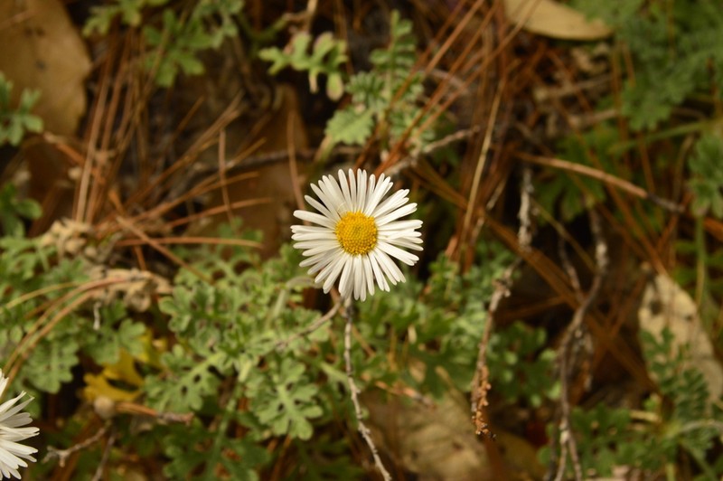 Erigeron eruptens photo 3