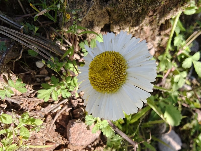 Erigeron eruptens photo 5