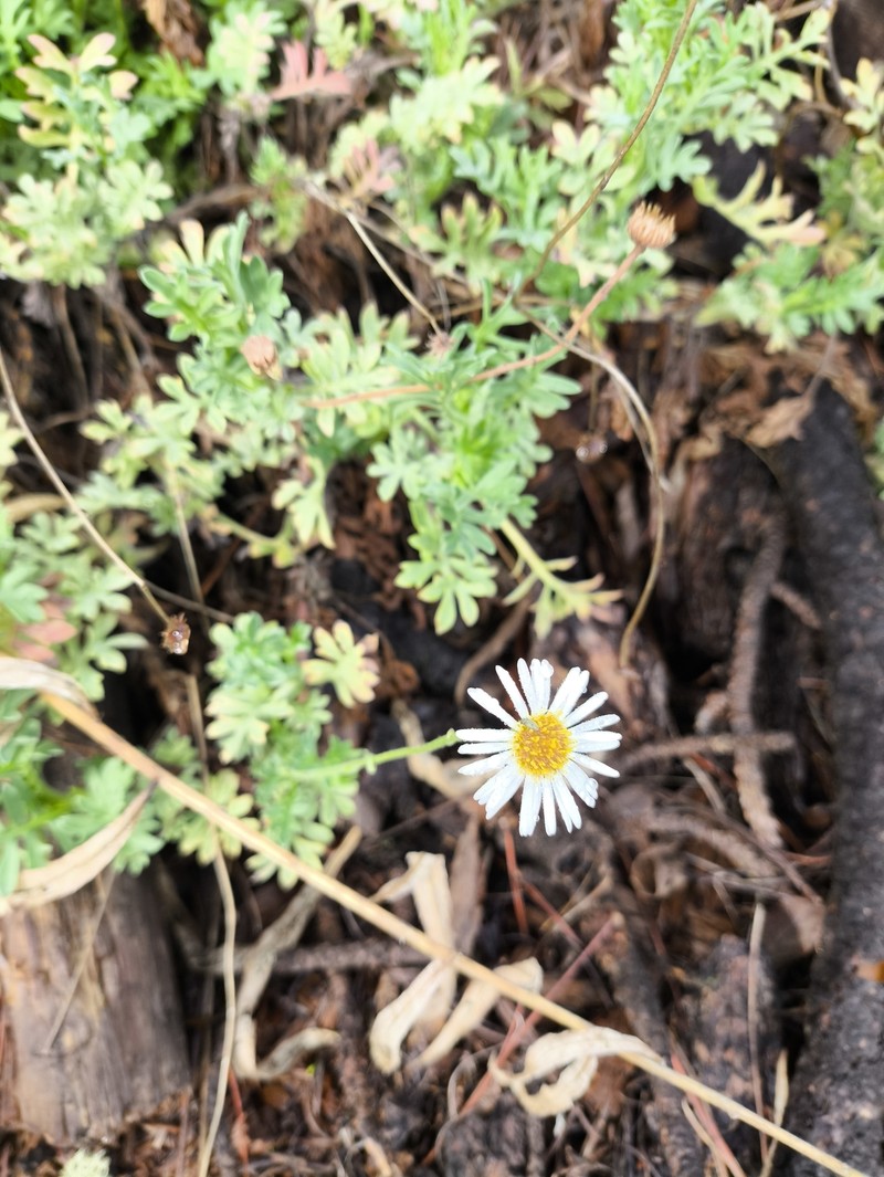 Erigeron eruptens photo 6