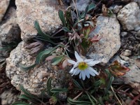 Evermann's Fleabane