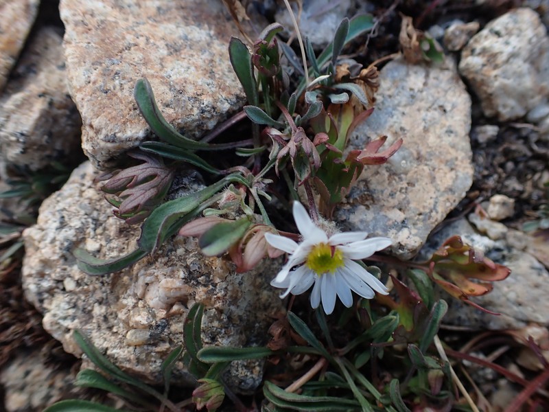 Evermann's Fleabane photo 3