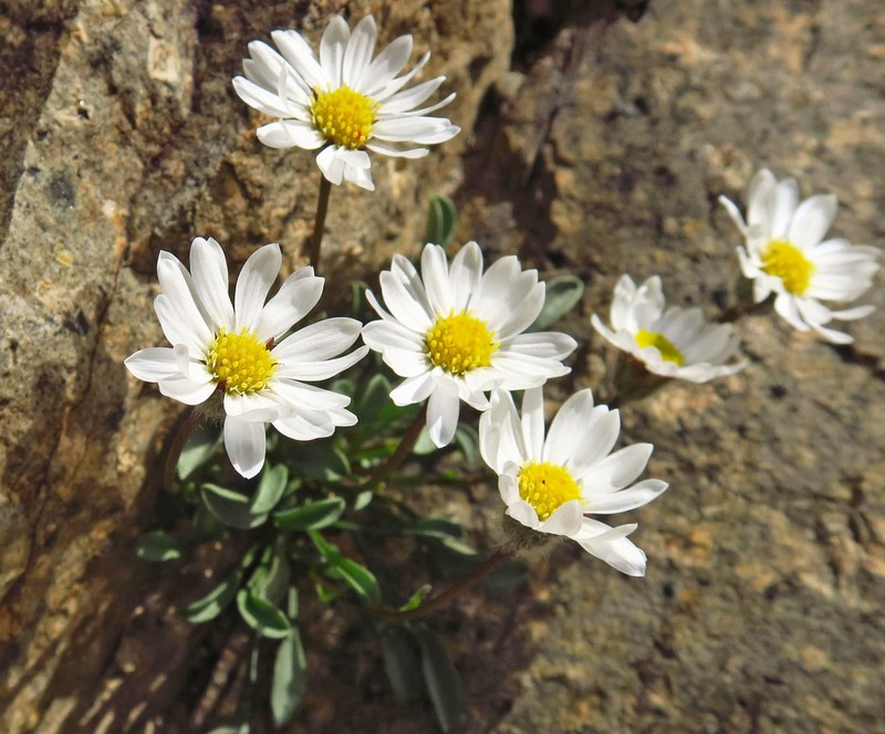 Evermann's Fleabane photo 4