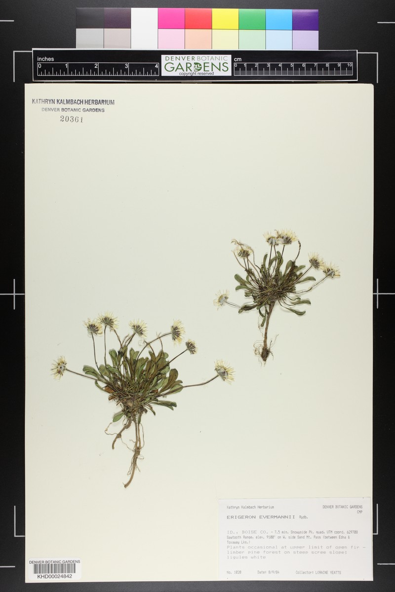 Evermann's Fleabane photo 5