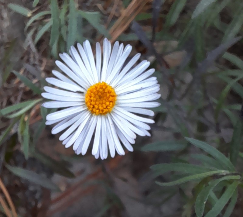 Erigeron exilis photo 2
