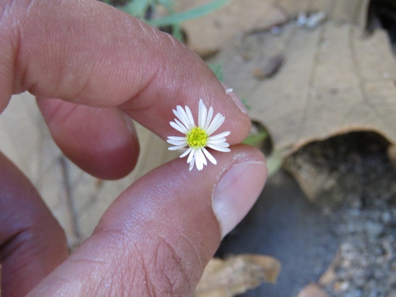 Erigeron exilis photo 3