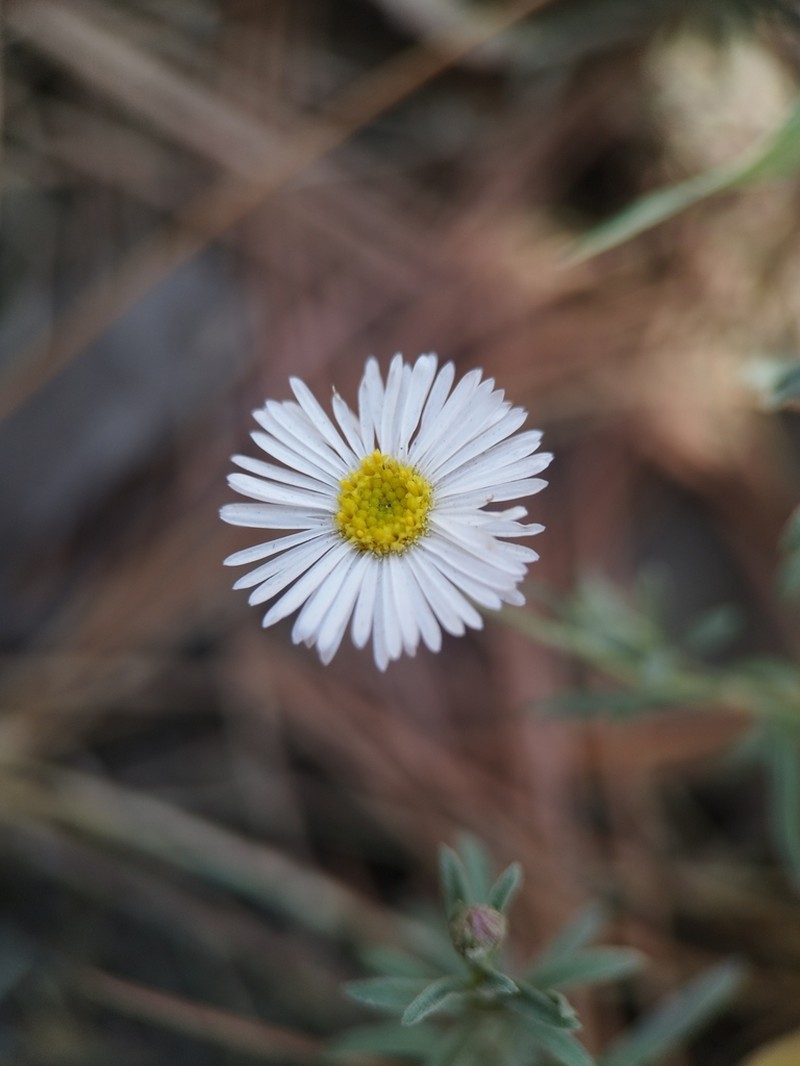 Erigeron exilis photo 4
