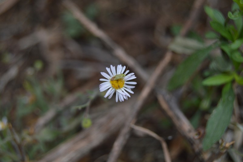 Erigeron exilis photo 5