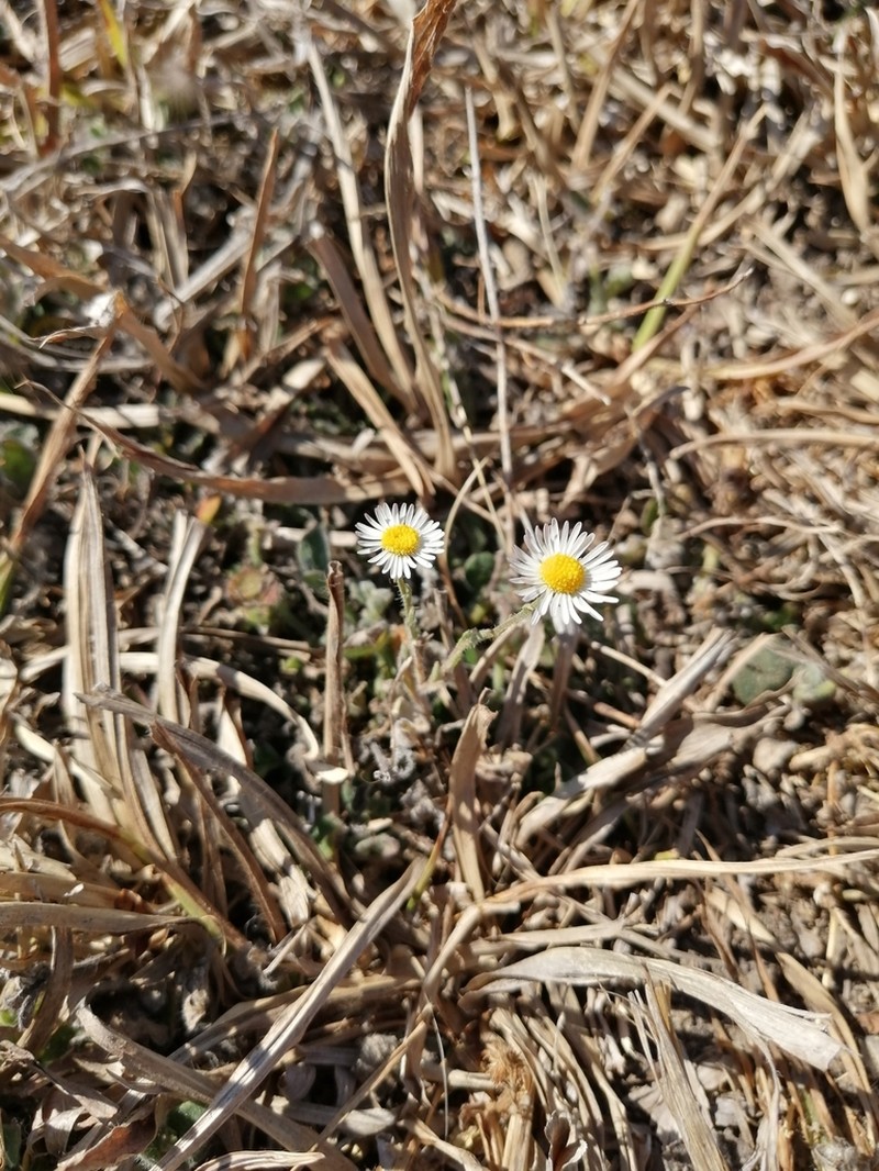 Erigeron exilis photo 6