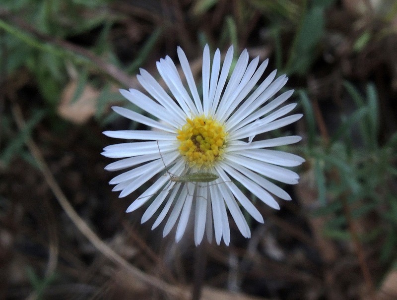 Erigeron exilis photo 7