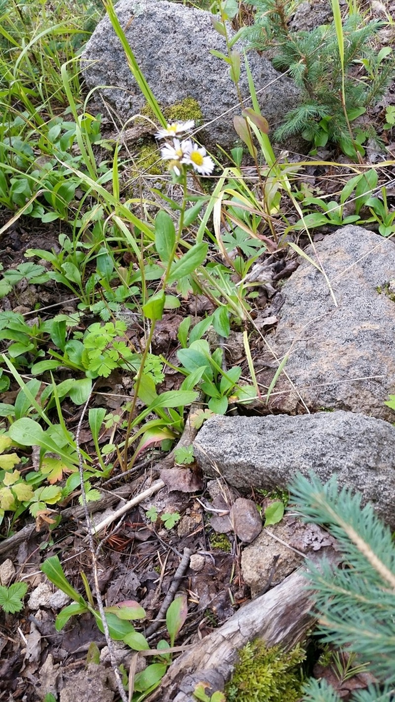 Sprucefir Fleabane