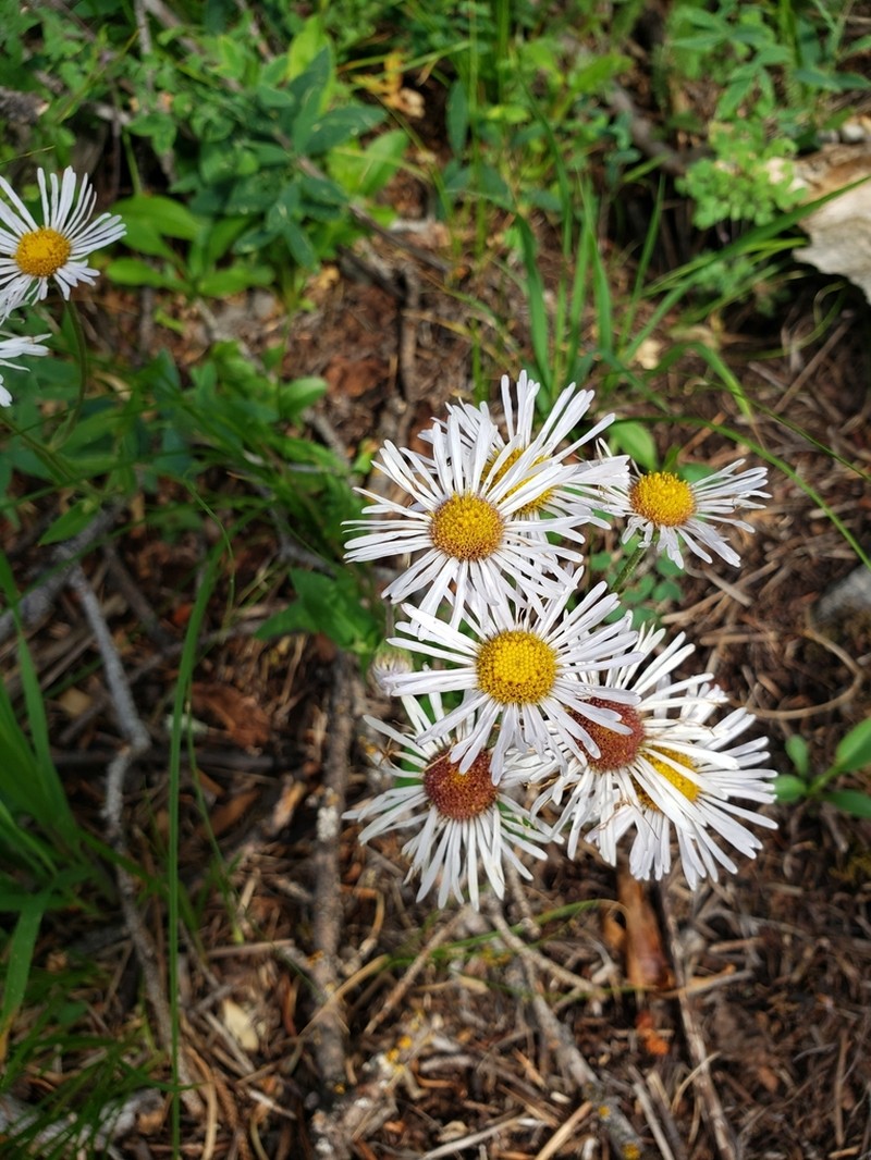 Sprucefir Fleabane photo 2