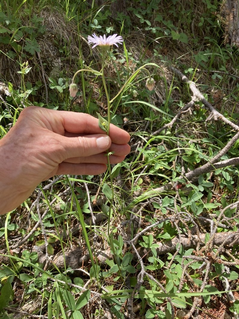 Sprucefir Fleabane photo 3