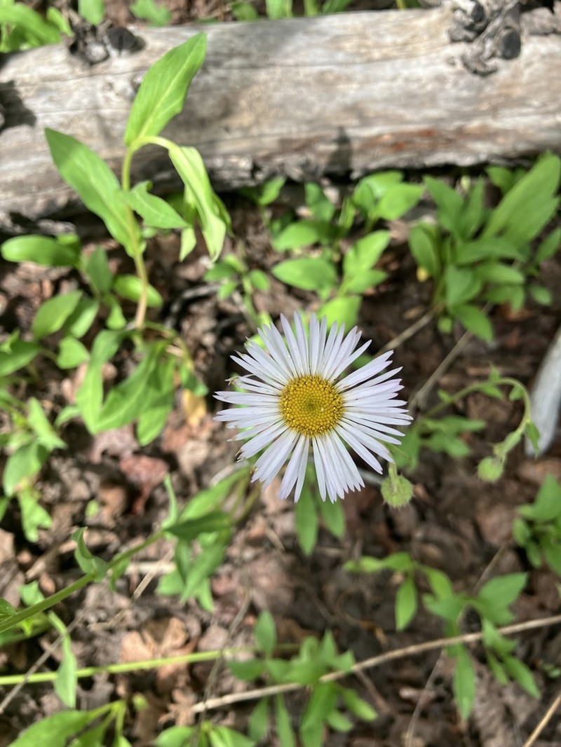 Sprucefir Fleabane photo 4