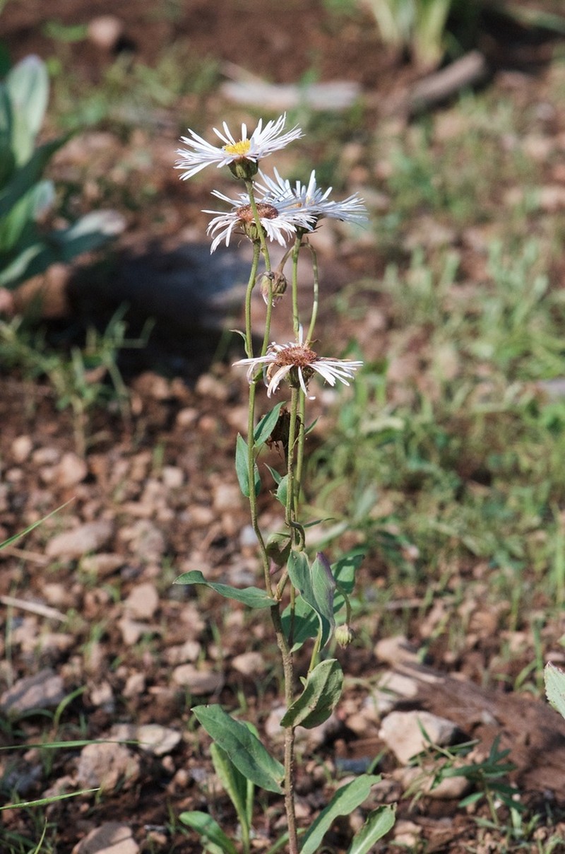 Sprucefir Fleabane photo 5