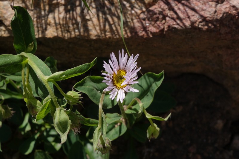 Sprucefir Fleabane photo 6