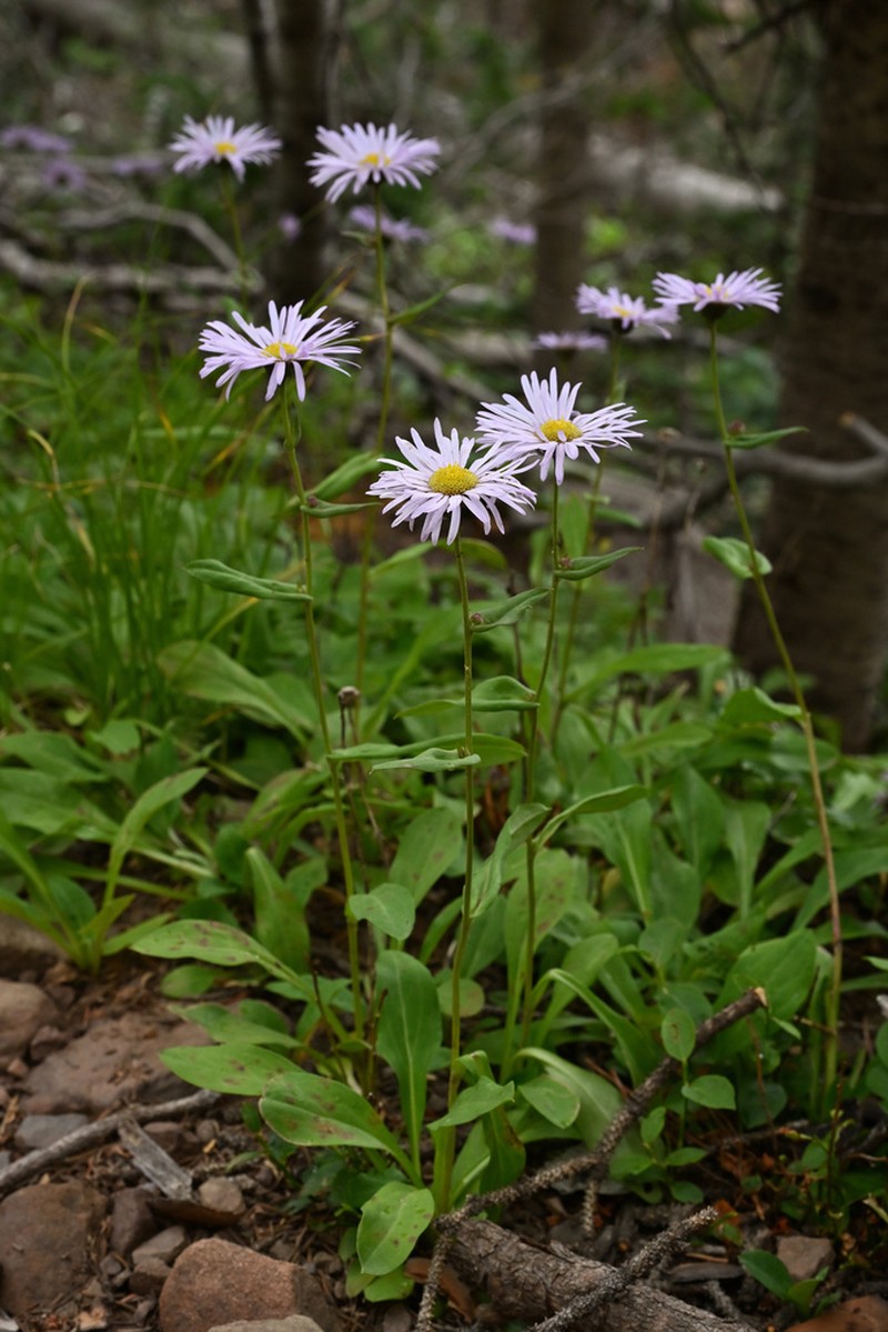 Sprucefir Fleabane photo 7