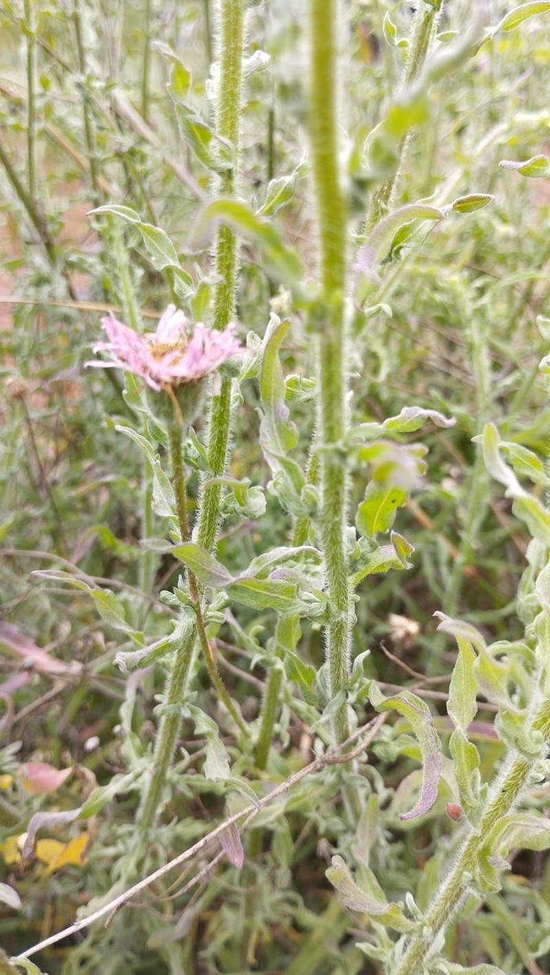 Erigeron fasciculatus