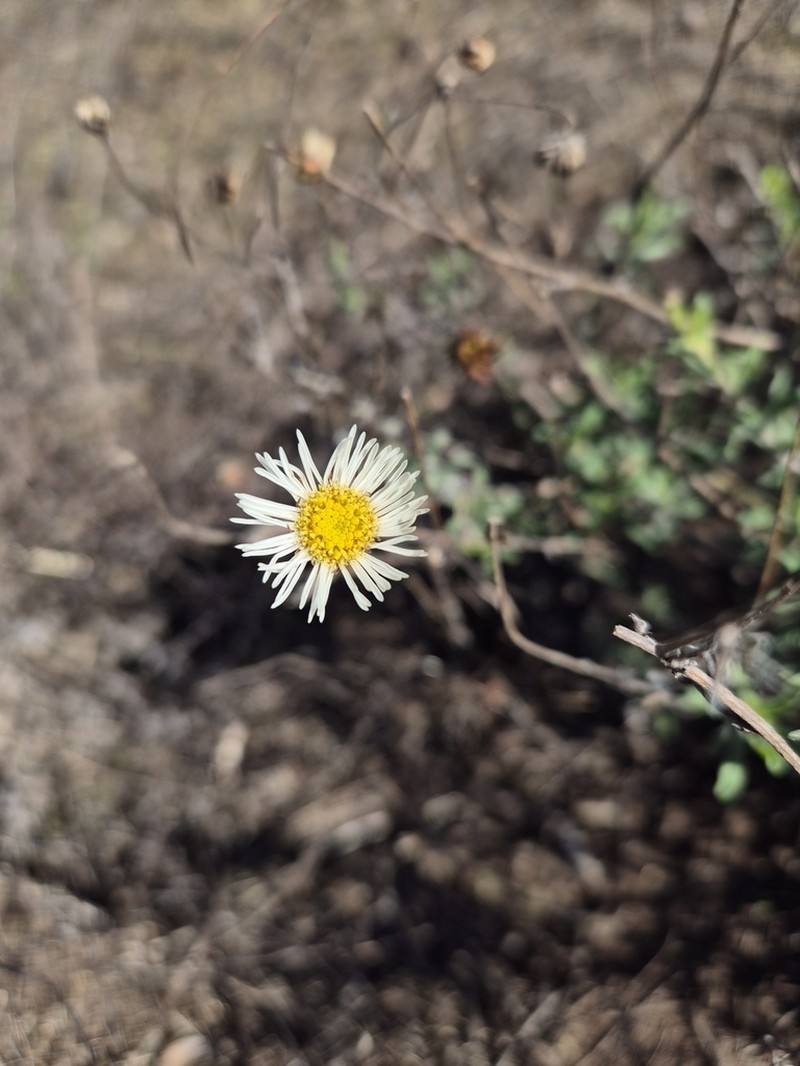 Erigeron fasciculatus photo 2
