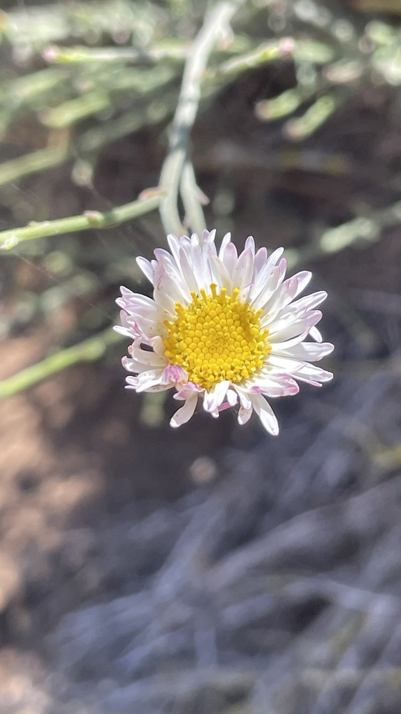 Erigeron fasciculatus photo 3