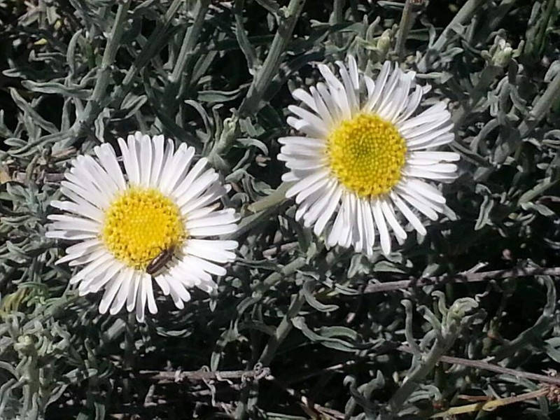 Erigeron fasciculatus photo 4