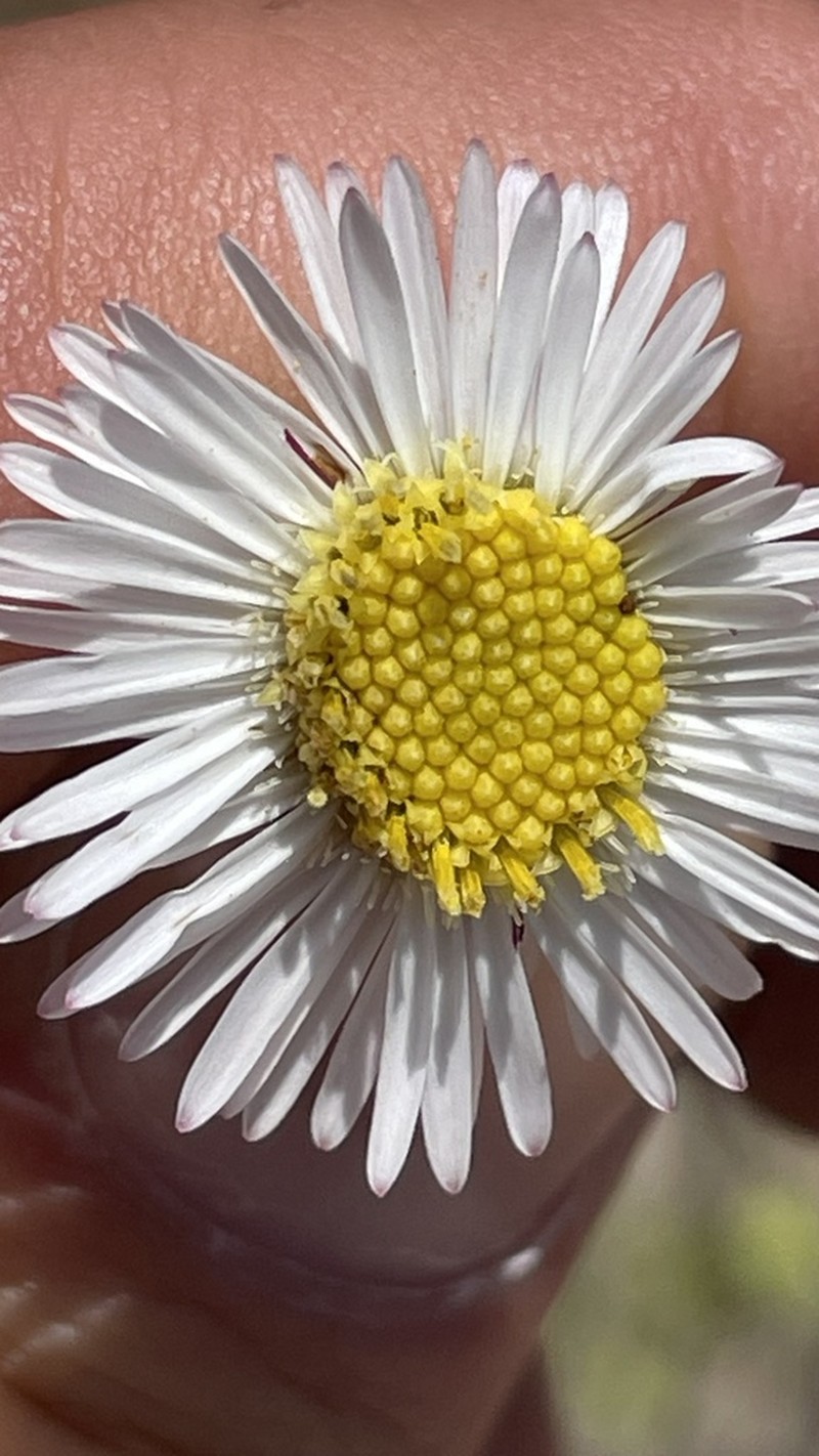 Erigeron fasciculatus photo 5