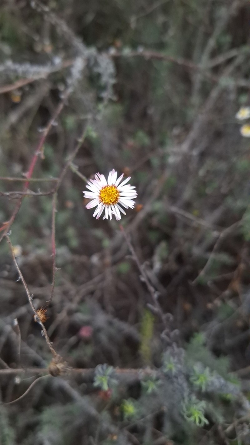 Erigeron fasciculatus photo 6